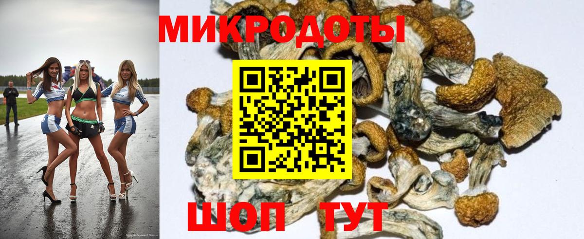 Галлюциногенные грибы Psilocybe Энгельс